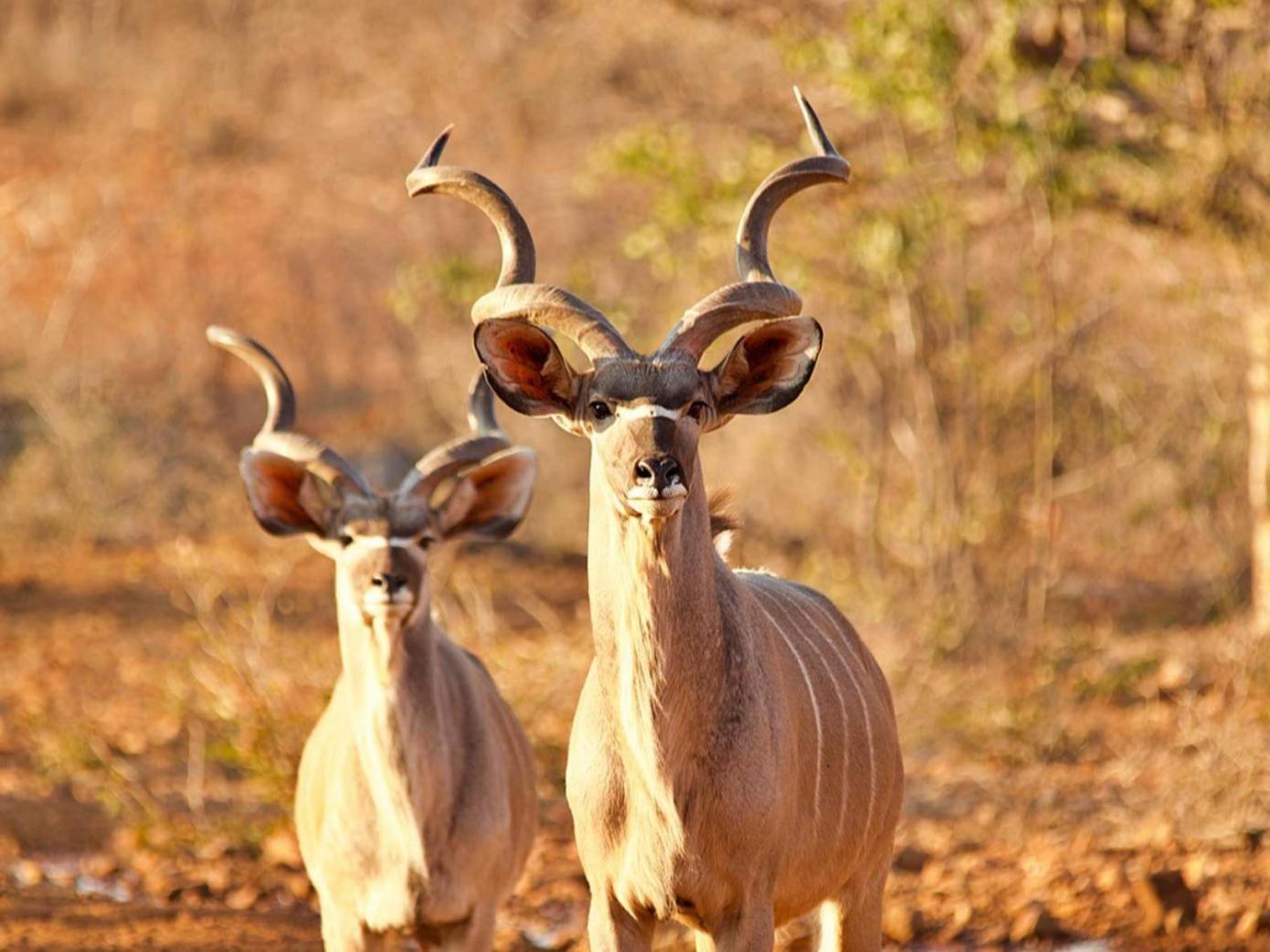 Готель Kifaru Bush Camp Оучо Екстер'єр фото