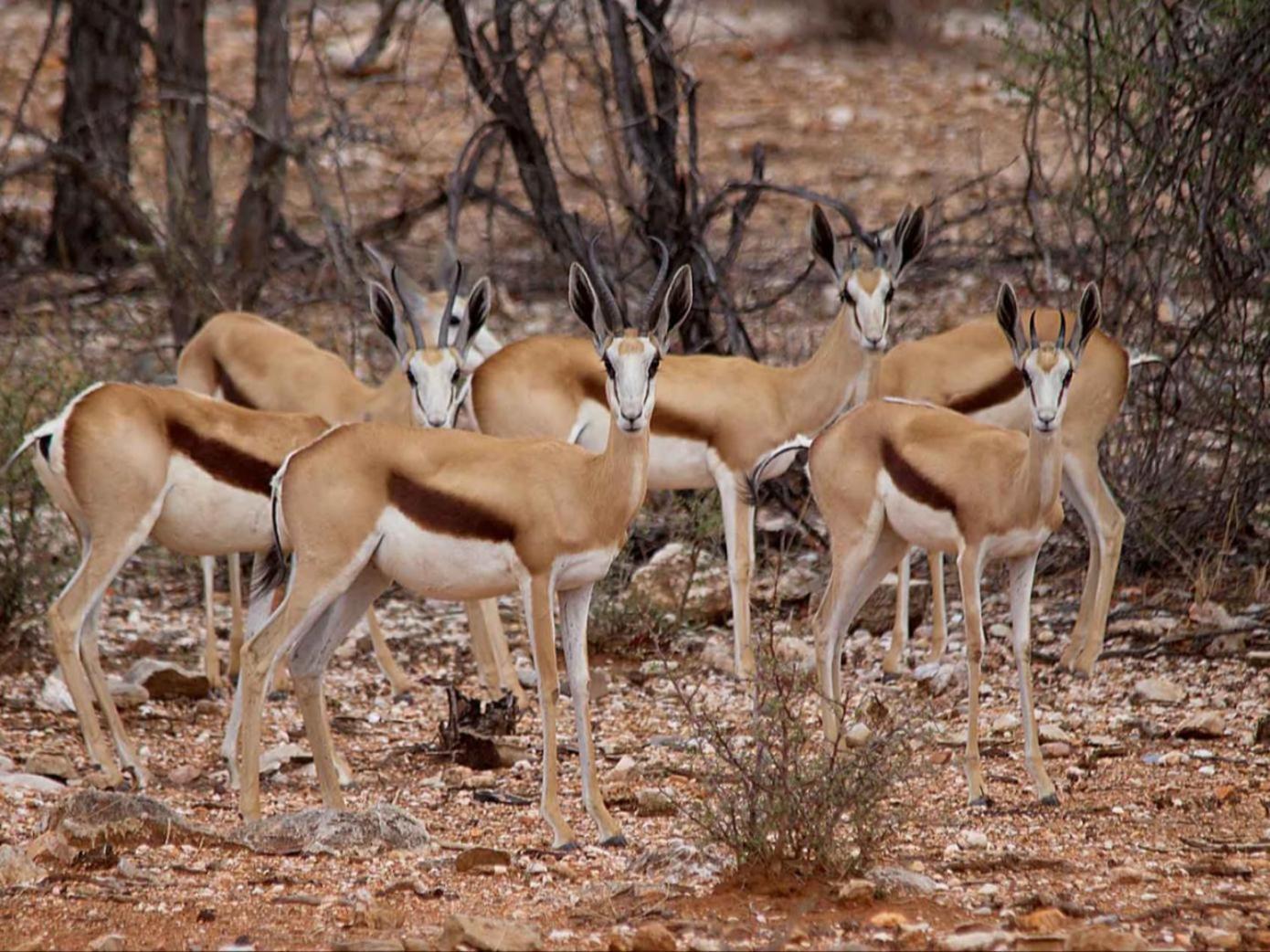 Готель Kifaru Bush Camp Оучо Екстер'єр фото